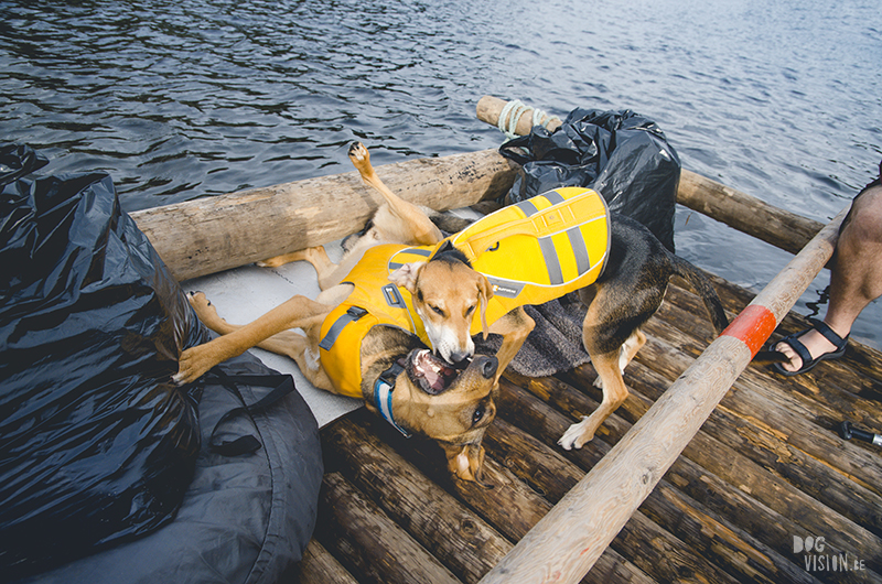 Two days on a timber raft with dogs, Värmland, Sweden, dog blogger, adventure dogs, European dog photographer, www.DOGvision.eu