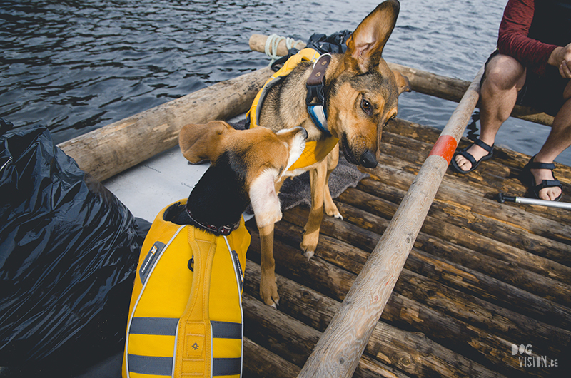 Two days on a timber raft with dogs, Värmland, Sweden, dog blogger, adventure dogs, European dog photographer, www.DOGvision.eu