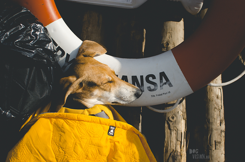 Two days on a timber raft with dogs, Värmland, Sweden, dog blogger, adventure dogs, European dog photographer, www.DOGvision.eu