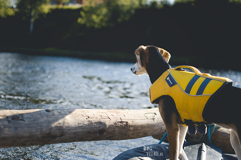 Two days on a timber raft with dogs, Värmland, Sweden, dog blogger, adventure dogs, European dog photographer, www.DOGvision.eu