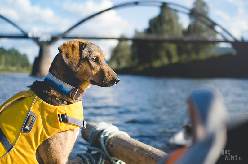 Two days on a timber raft with dogs, Värmland, Sweden, dog blogger, adventure dogs, European dog photographer, www.DOGvision.eu