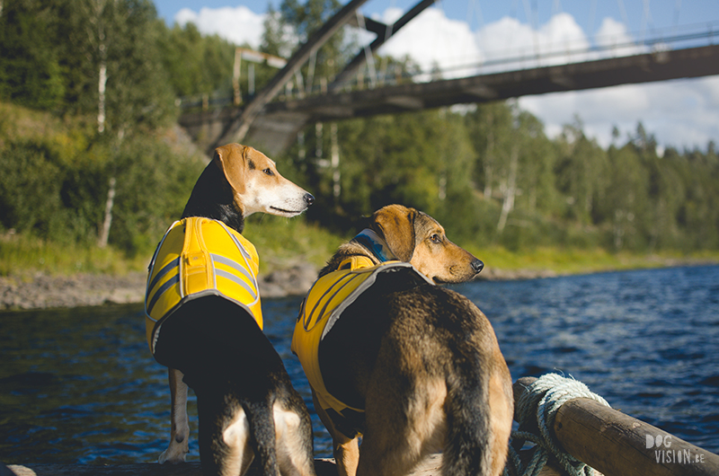 Two days on a timber raft with dogs, Värmland, Sweden, dog blogger, adventure dogs, European dog photographer, www.DOGvision.eu