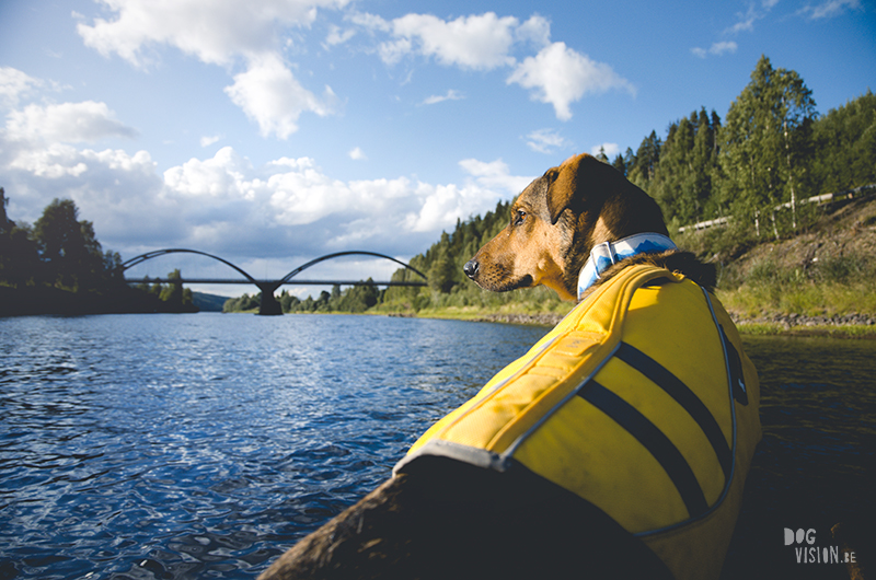 Two days on a timber raft with dogs, Värmland, Sweden, dog blogger, adventure dogs, European dog photographer, www.DOGvision.eu