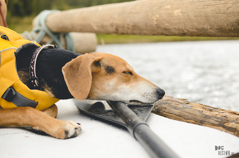 Two days on a timber raft with dogs, Värmland, Sweden, dog blogger, adventure dogs, European dog photographer, www.DOGvision.eu