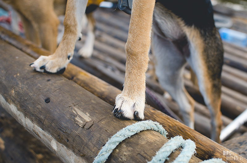 Two days on a timber raft with dogs, Värmland, Sweden, dog blogger, adventure dogs, European dog photographer, www.DOGvision.eu