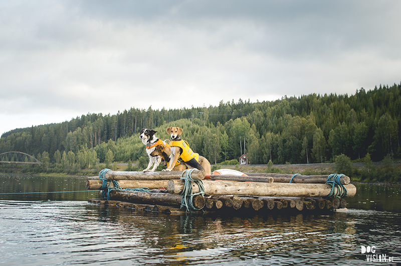 Two days on a timber raft with dogs, Värmland, Sweden, dog blogger, adventure dogs, European dog photographer, www.DOGvision.eu