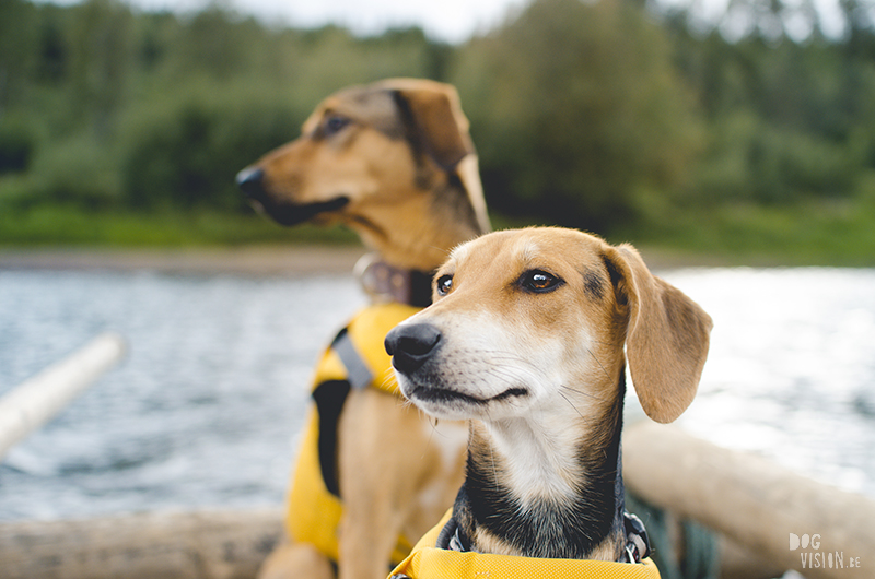 Two days on a timber raft with dogs, Värmland, Sweden, dog blogger, adventure dogs, European dog photographer, www.DOGvision.eu