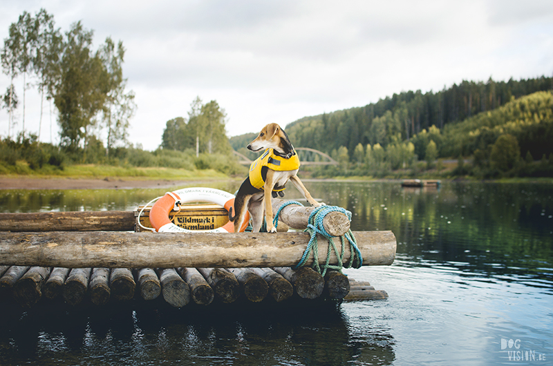 Two days on a timber raft with dogs, Värmland, Sweden, dog blogger, adventure dogs, European dog photographer, www.DOGvision.eu