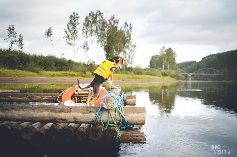 Two days on a timber raft with dogs, Värmland, Sweden, dog blogger, adventure dogs, European dog photographer, www.DOGvision.eu