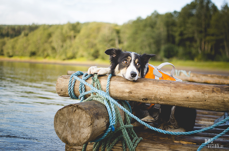 Two days on a timber raft with dogs, Värmland, Sweden, dog blogger, adventure dogs, European dog photographer, www.DOGvision.eu