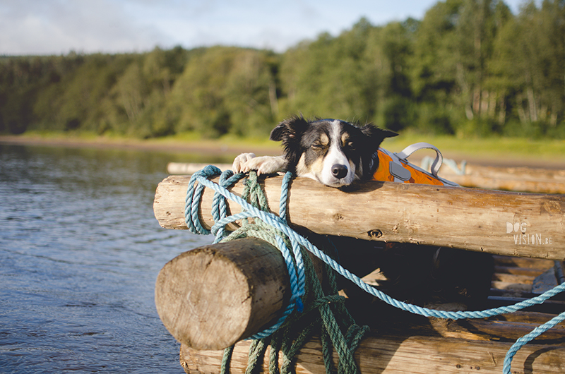 Two days on a timber raft with dogs, Värmland, Sweden, dog blogger, adventure dogs, European dog photographer, www.DOGvision.eu