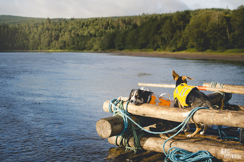 Two days on a timber raft with dogs, Värmland, Sweden, dog blogger, adventure dogs, European dog photographer, www.DOGvision.eu