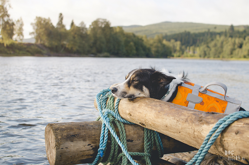 Two days on a timber raft with dogs, Värmland, Sweden, dog blogger, adventure dogs, European dog photographer, www.DOGvision.eu