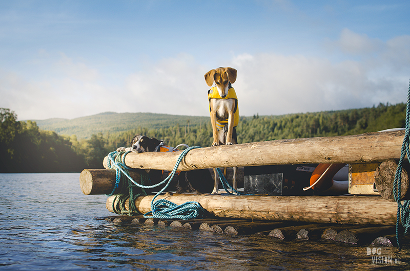 Two days on a timber raft with dogs, Värmland, Sweden, dog blogger, adventure dogs, European dog photographer, www.DOGvision.eu