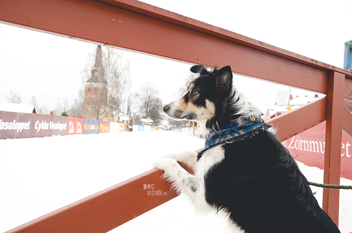 Vasaloppet 2018, Mora, Sweden, dog blog, dog photography, www.DOGvision.eu
