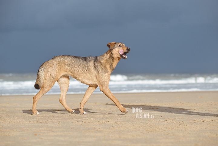 #TongueOutTuesday | www.DOGvision.be