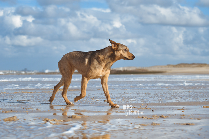 Lightroom presets hondenfotografie | honden aan Zee | Cadzand/Nederland | hondenfotgrafie | www.DOGvision.be