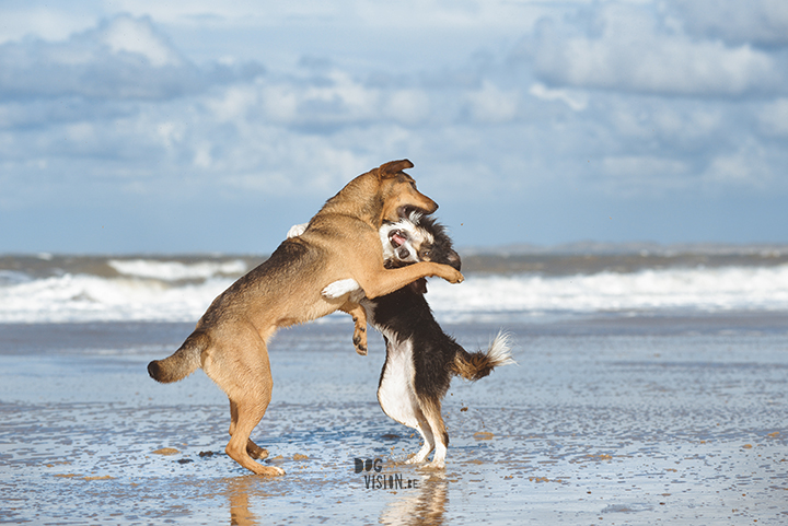 Lightroom presets hondenfotografie | honden aan Zee | Cadzand/Nederland | hondenfotgrafie | www.DOGvision.be