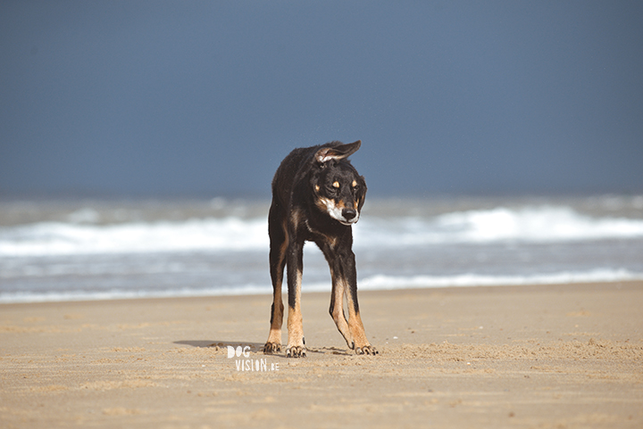 Lightroom presets hondenfotografie | honden aan Zee | Cadzand/Nederland | hondenfotgrafie | www.DOGvision.be