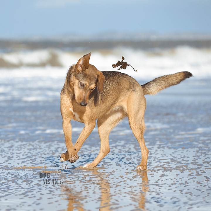 Lightroom presets hondenfotografie | honden aan Zee | Cadzand/Nederland | hondenfotgrafie | www.DOGvision.be