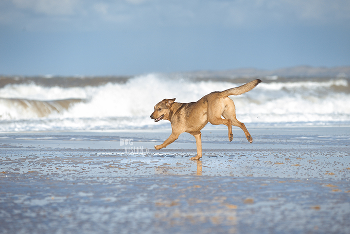 Lightroom presets hondenfotografie | honden aan Zee | Cadzand/Nederland | hondenfotgrafie | www.DOGvision.be