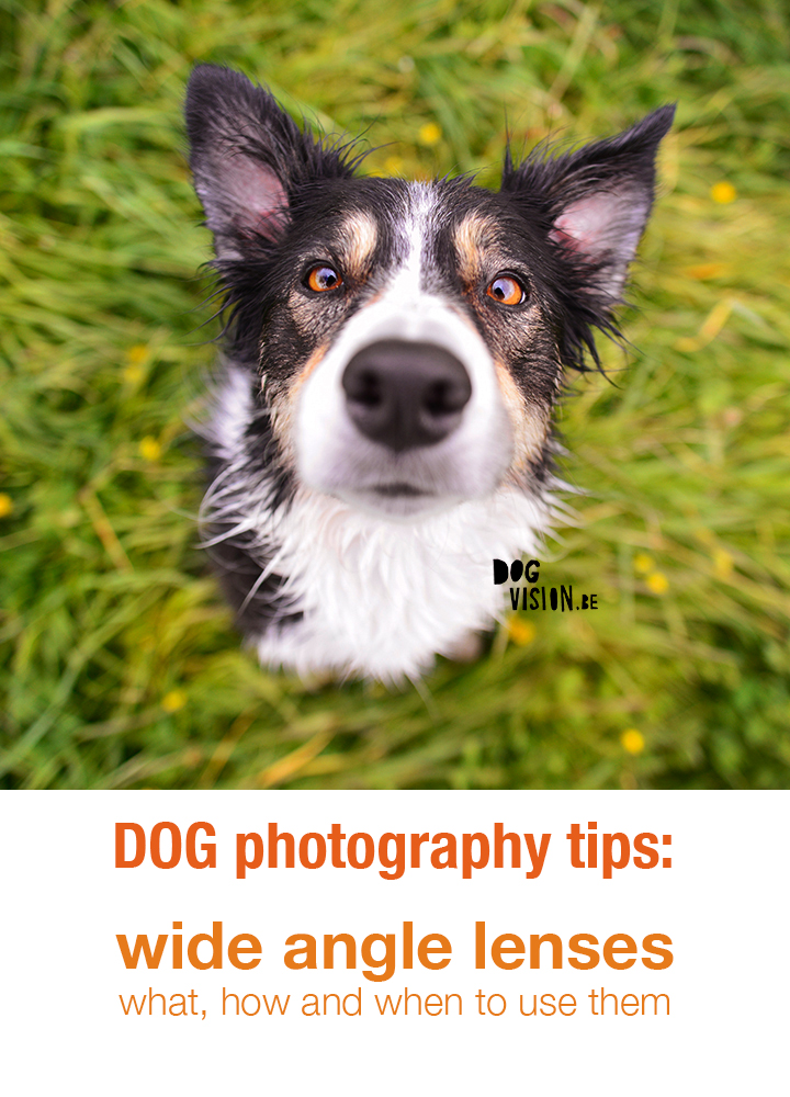 Dog photography tips & tricks | wide angle lenses for dog photography | www.DOGvision.be