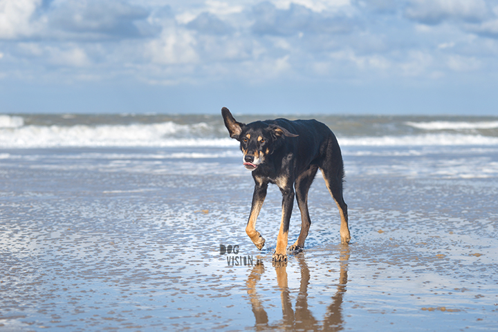 #TongueOutTuesday (48)| dog photography project | www.DOGvision.eu