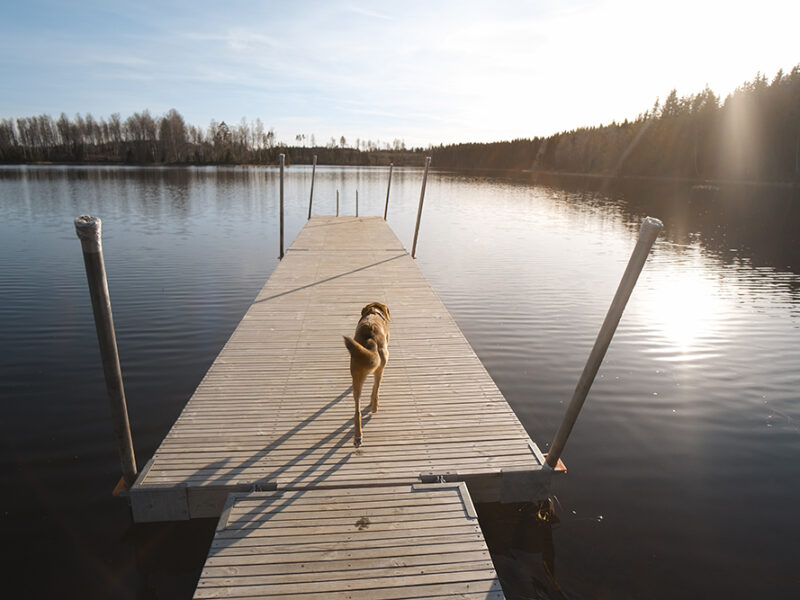 Early spring in Sweden, dog photography, www.DOGvision.eu
