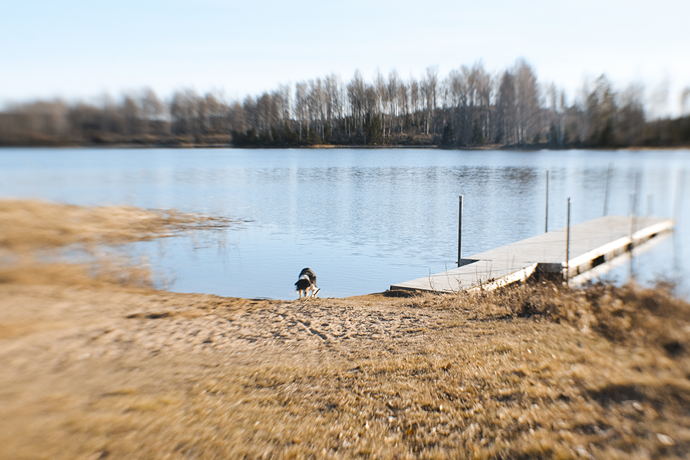 Early spring in Sweden, dog photography, www.DOGvision.eu
