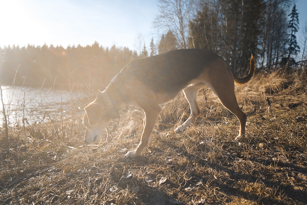 Early spring in Sweden, dog photography, www.DOGvision.eu