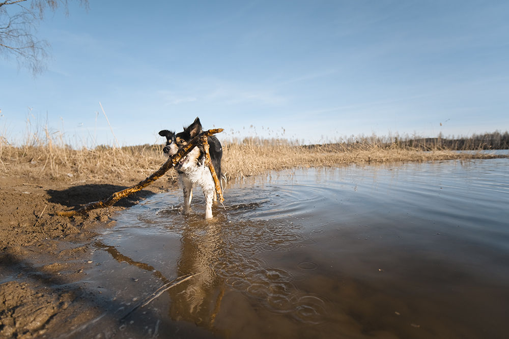 Early spring in Sweden, dog photography, www.DOGvision.eu