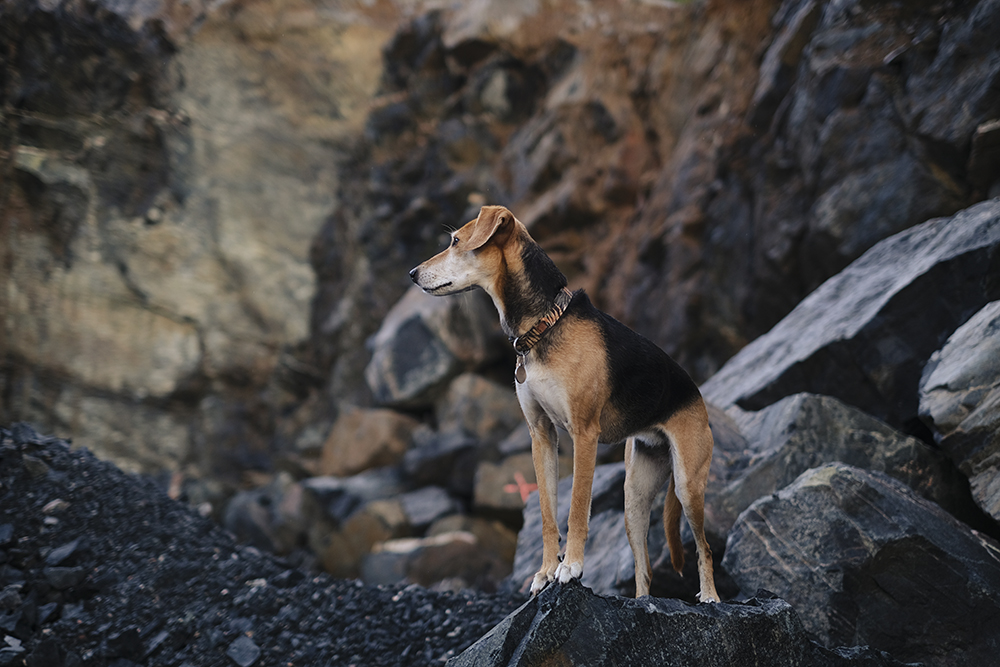 Rockhound quarry hike, www.DOGvision.eu