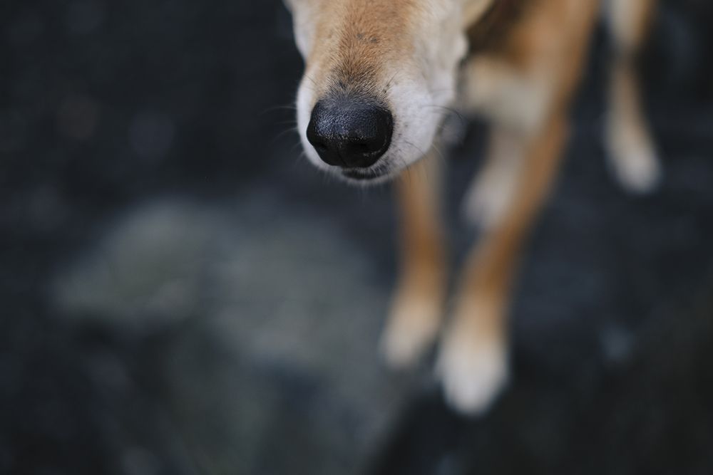 Rockhound quarry hike, www.DOGvision.eu