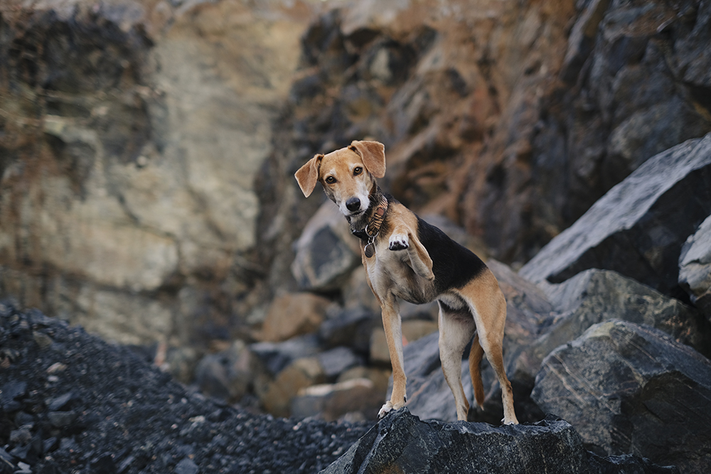 Rockhound quarry hike, www.DOGvision.eu