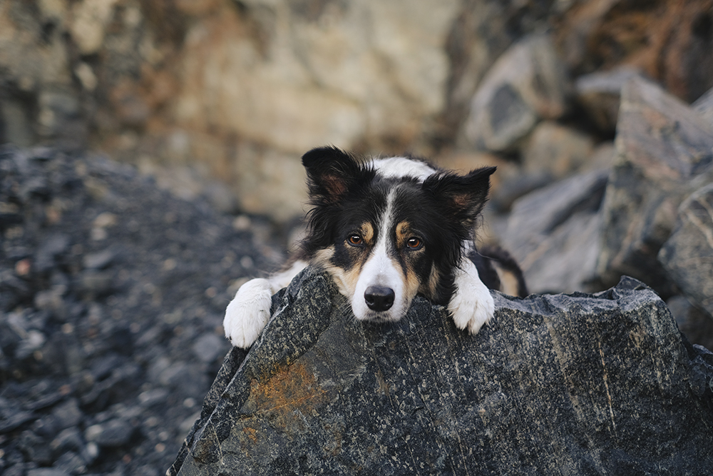 Rockhound quarry hike, www.DOGvision.eu