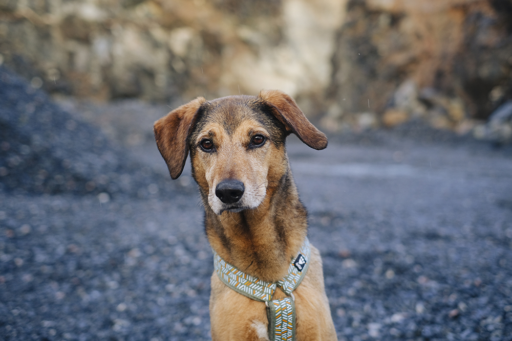 Rockhound quarry hike, www.DOGvision.eu