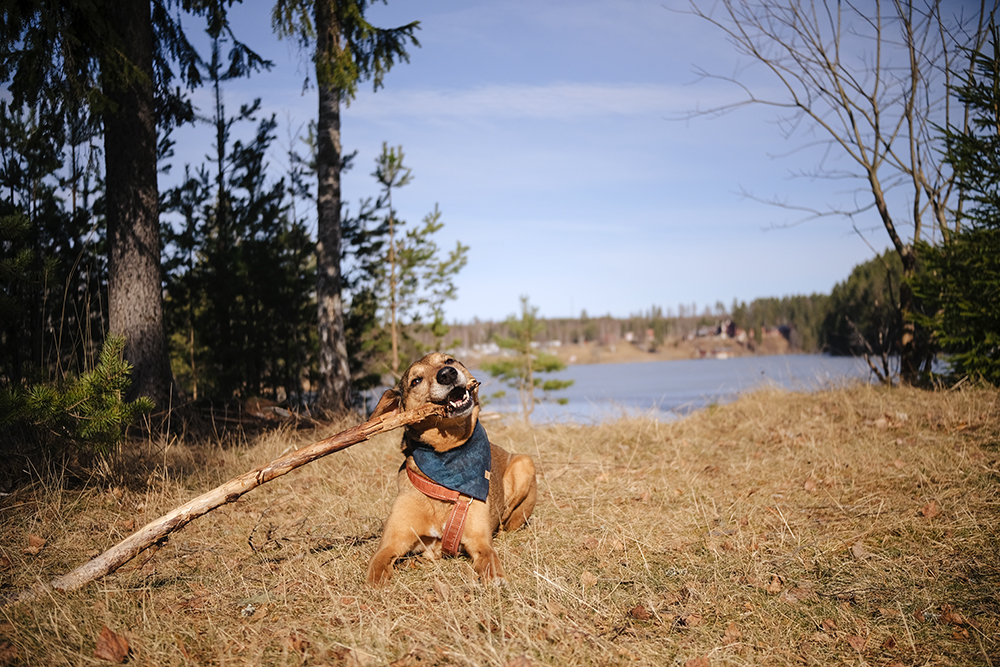 Spring in Sweden, dog walk, www.DOGvision.eu