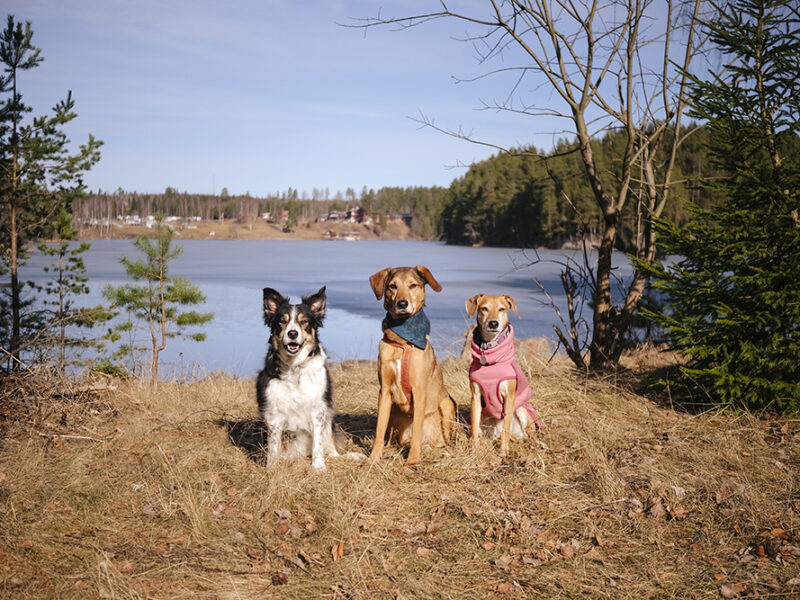 Spring in Sweden, dog walk, www.DOGvision.eu