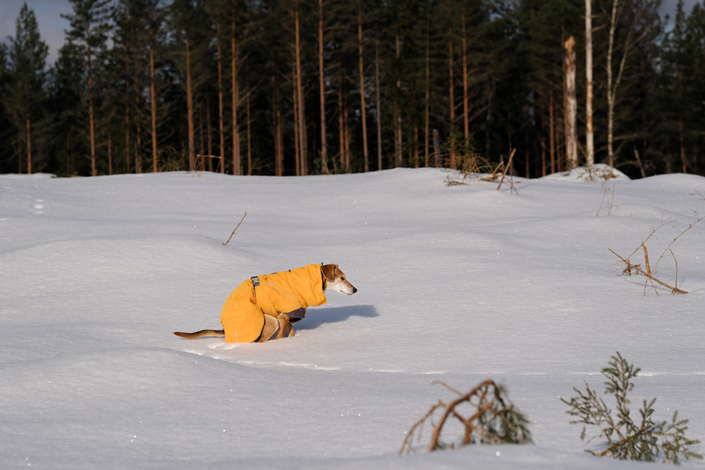 Snowy winter dog walks Sweden, www.DOGvision.eu
