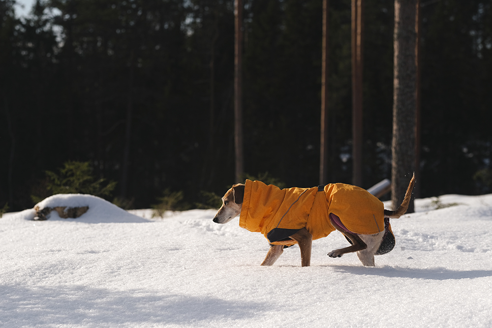 Snowy winter dog walks Sweden, www.DOGvision.eu