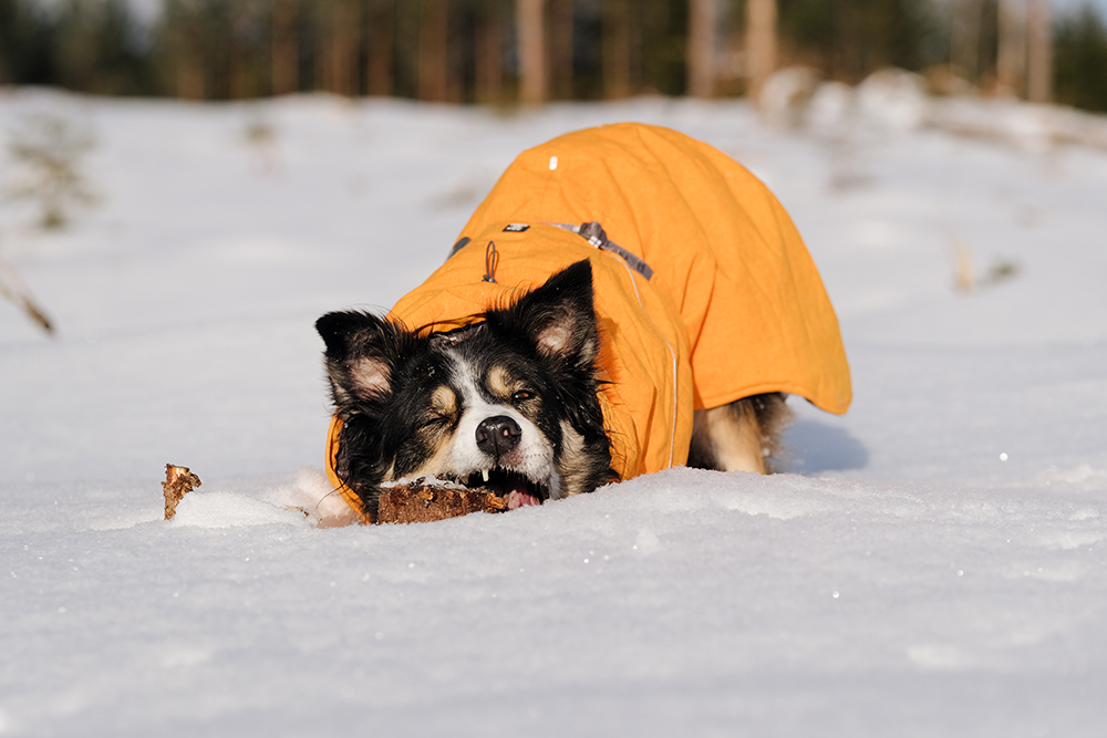 Snowy winter dog walks Sweden, www.DOGvision.eu