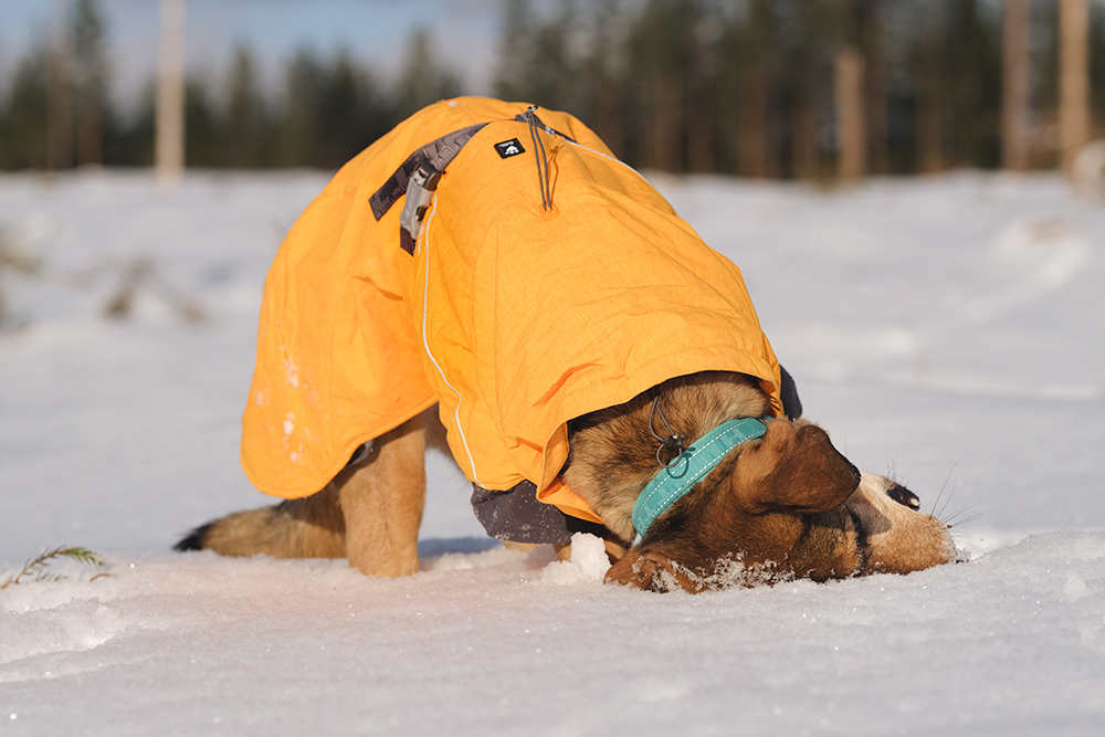 Snowy winter dog walks Sweden, www.DOGvision.eu