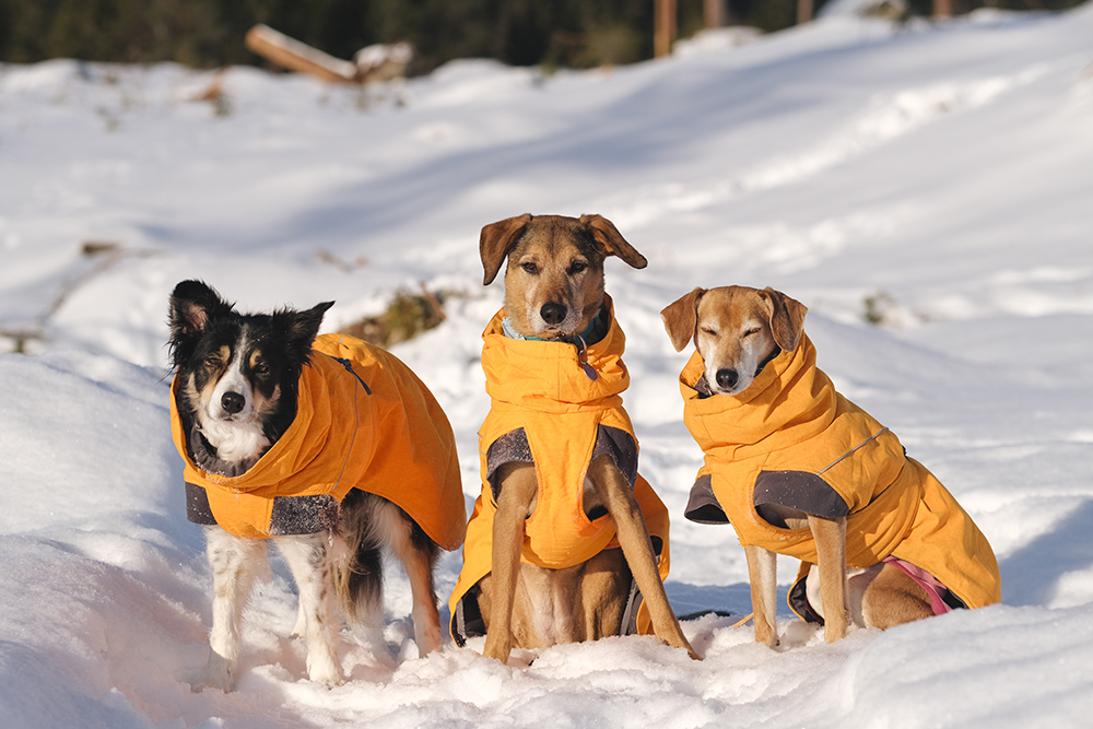 Snowy winter dog walks Sweden, www.DOGvision.eu