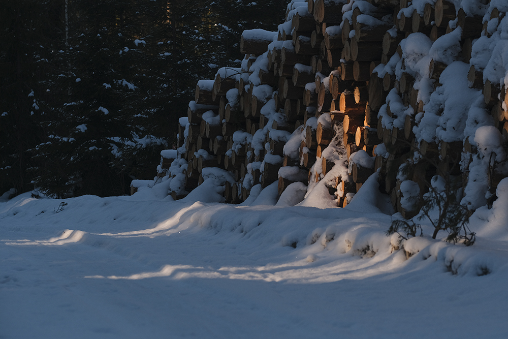 Snowy winter dog walks Sweden, www.DOGvision.eu