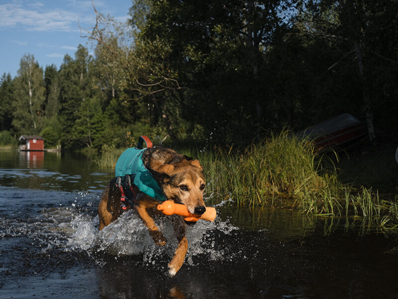 Happy summer dogs, dog photography and blog, Sweden, www.DOGvision.eu