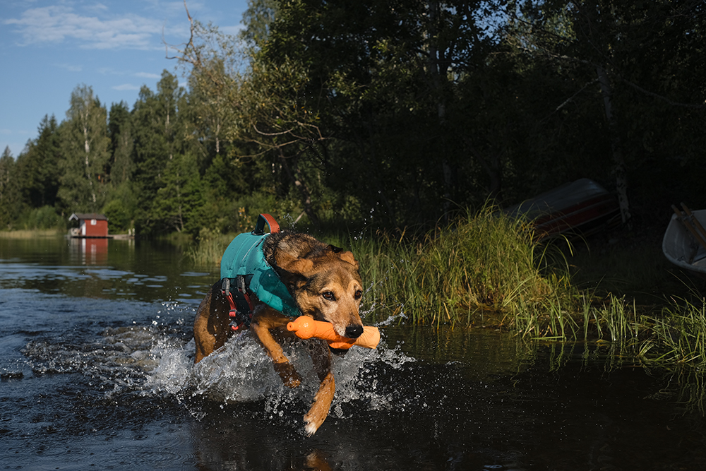 Happy summer dogs, dog photography and blog, Sweden, www.DOGvision.eu