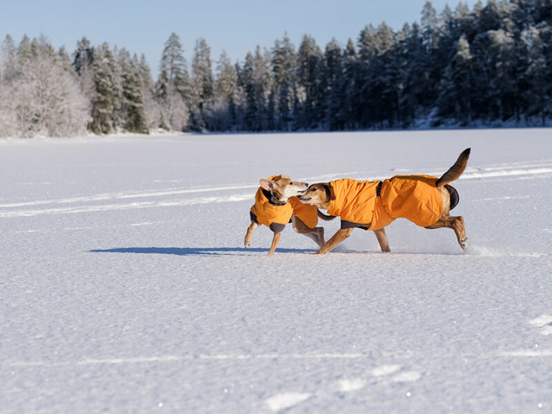 Snowy winter dog walks Sweden, www.DOGvision.eu