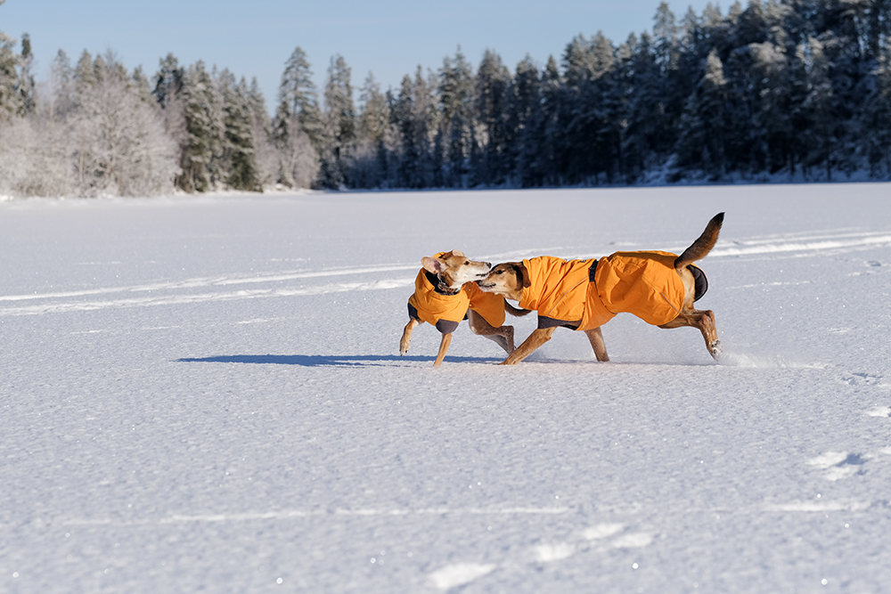 Snowy winter dog walks Sweden, www.DOGvision.eu