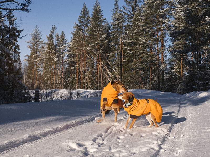 Dog walk in snowy Sweden, www.DOGvision.eu