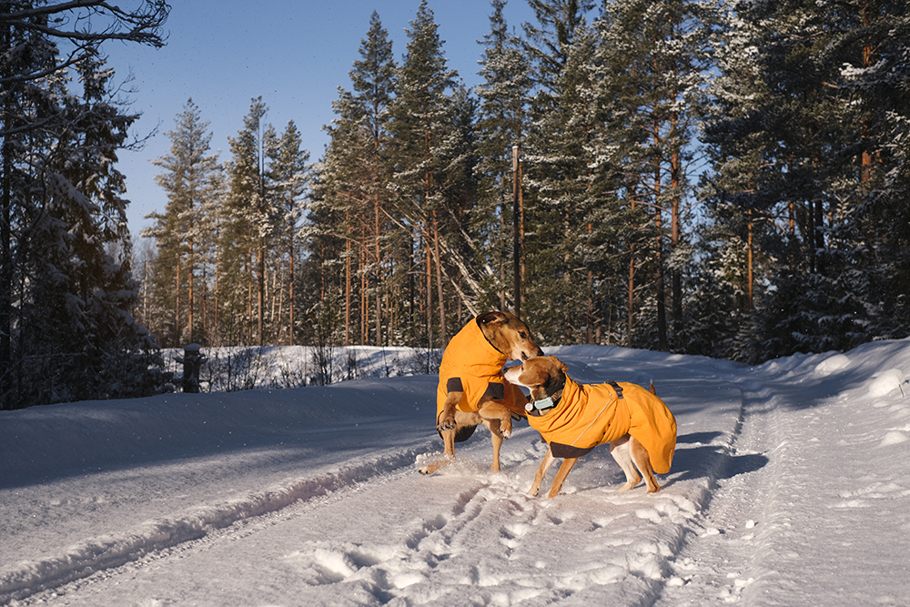 Dog walk in snowy Sweden, www.DOGvision.eu